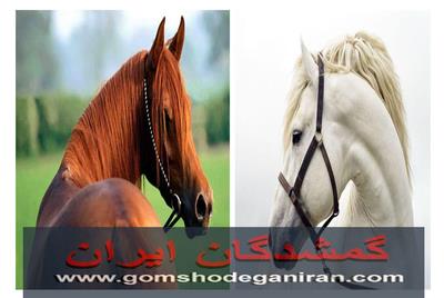 واگذاری و خرید و فروش اسب و مراقبت و نگهداری اسب‌ها