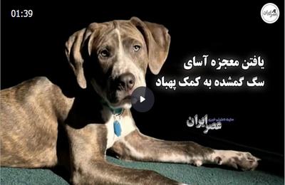 یافتن معجزه آسای سگ گمشده به کمک پهباد (فیلم)